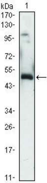 Monoclonal Anti-EGR1 antibody produced in