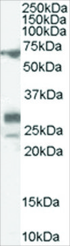 Anti-SALL4 antibody produced in goat