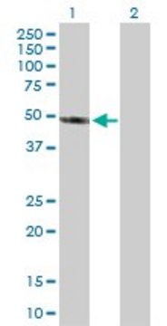 Anti-AIPL1 antibody produced in rabbit