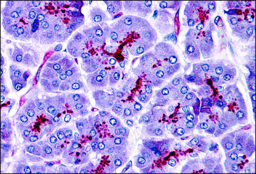 Anti-SLAIN1 antibody produced in rabbit