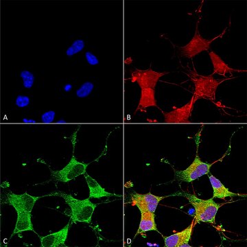 Monoclonal Anti-Nalcn - Atto 390