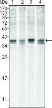 Monoclonal Anti-MCL1 antibody produced in