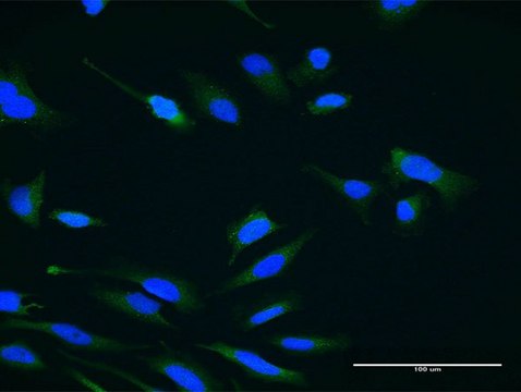 Monoclonal Anti-USP47 antibody produced in