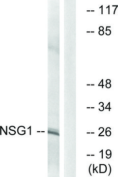 Anti-NSG1 antibody produced in rabbit