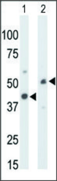 Anti-CKMT1 (N-term) antibody produced in