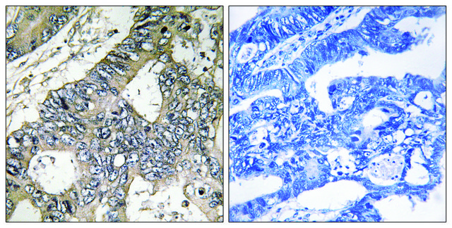 Anti-GUF1 antibody produced in rabbit