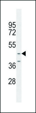 ANTI-OC90 (CENTER) antibody produced in