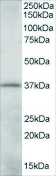 Anti-CRKL antibody produced in goat