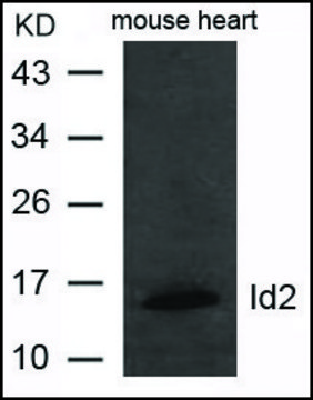 Anti-Id2 antibody produced in rabbit