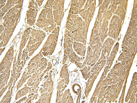 Anti-CAV3 (N-terminal) antibody produced in