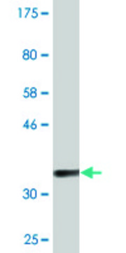Monoclonal Anti-C9orf95 antibody produced in