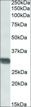 Anti-Prim1 (C-terminal) antibody produced in