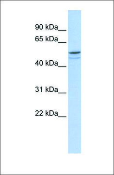 Anti-DMRTA1 antibody produced in rabbit