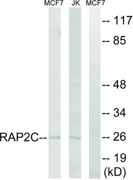 Anti-RAP2C antibody produced in rabbit