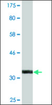 Monoclonal Anti-ZFAND3 antibody produced in