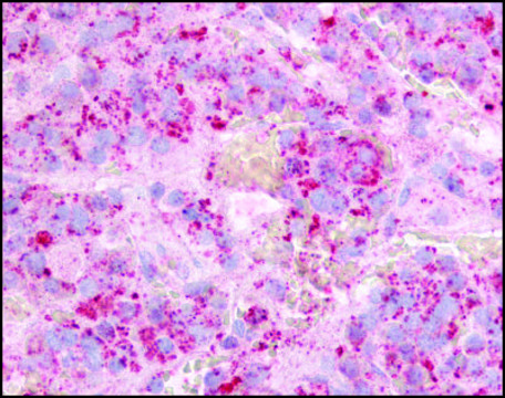 Anti-GPR12 antibody produced in rabbit