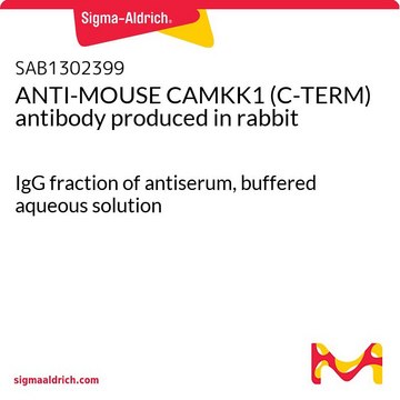 ANTI-MOUSE CAMKK1 (C-TERM) antibody produced