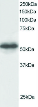 Anti-GPS1/COPS1 antibody produced in goat