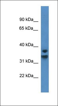Anti-NFKBID antibody produced in rabbit