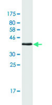 Monoclonal Anti-NDUFS4, (C-terminal) antibody produced