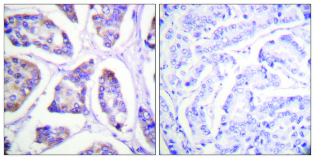 Anti-Vinculin antibody produced in rabbit