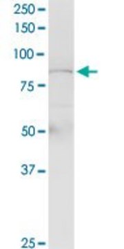 Anti-PLCD4 antibody produced in rabbit