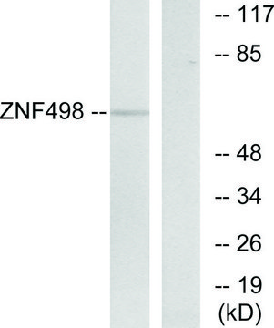 Anti-ZNF498 antibody produced in rabbit