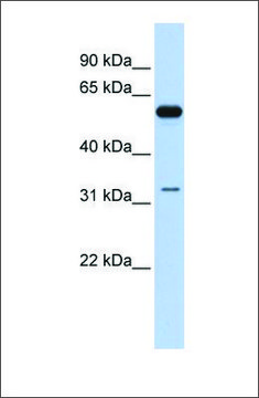 Anti-DDX28 antibody produced in rabbit