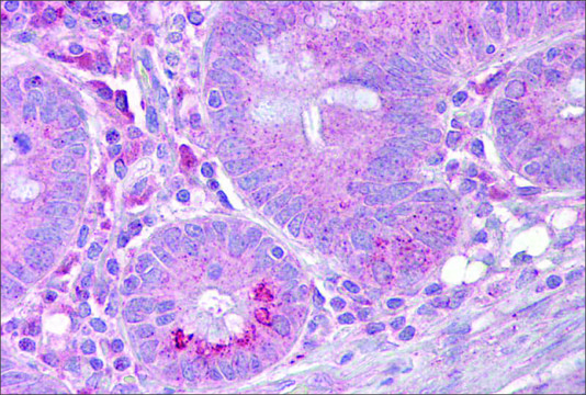 Anti-SLC13A2 antibody produced in rabbit