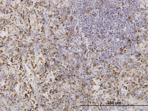 Monoclonal Anti-CD177 antibody produced in