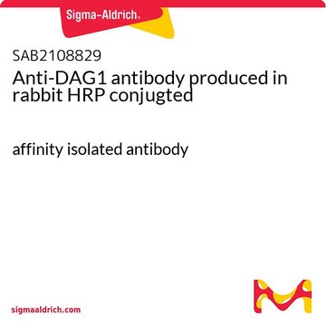 Anti-DAG1 antibody produced in rabbit