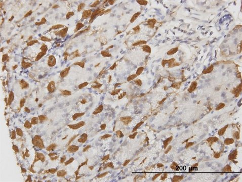 Monoclonal Anti-APOA2 antibody produced in