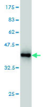 Monoclonal Anti-PCDH20 antibody produced in