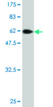 Monoclonal Anti-DCN antibody produced in