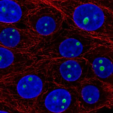 Anti-LLPH antibody produced in rabbit