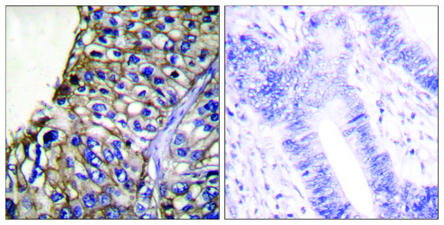 Anti-Claudin 7 antibody produced in