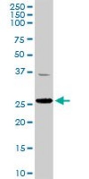 Anti-TFAM antibody produced in rabbit