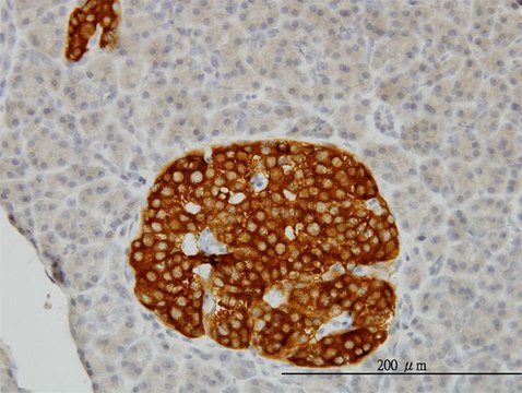 Monoclonal Anti-RAB3B antibody produced in