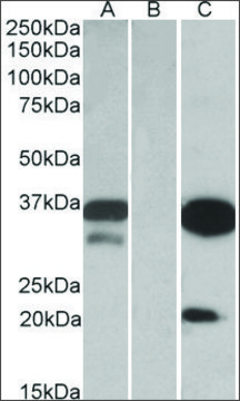 Anti-DAPP1 antibody produced in goat