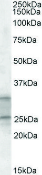 Anti-PEBP4 (C-terminal) antibody produced in