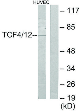 Anti-TCF4, C-Terminal antibody produced in