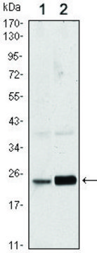 Monoclonal Anti-RAB10 antibody produced in