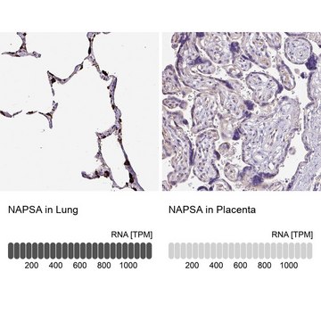 Anti-NAPSA antibody produced in rabbit