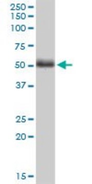 Monoclonal Anti-PTK9L antibody produced in