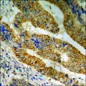 Anti-phospho-MEK1/2 (pSer²²¹) antibody produced in