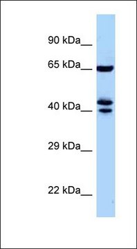Anti-ZFP583 antibody produced in rabbit