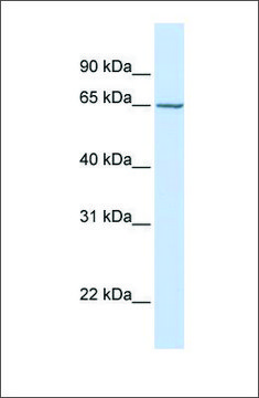Anti-GALNAC4S-6ST antibody produced in rabbit