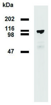 Monoclonal Anti-PDE8A antibody produced in