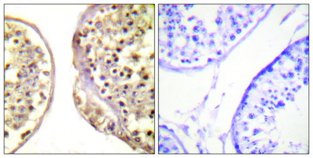 Anti-C-JUN antibody produced in rabbit
