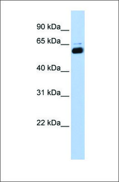 Anti-RXRA (ab1) antibody produced in